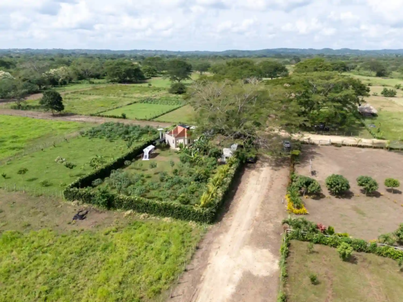 Palmar de Carreto